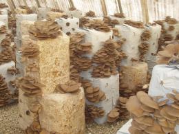 Преимущества выращивания грибов в искусственных условиях