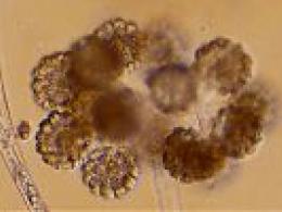 Влияние аминокислот на развитие гриба Blakeslea trispora продуцента бета-каротина
