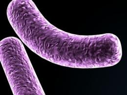 Бактерии Bacillus — основа пробиотика Биоспорин