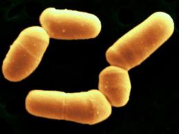 Bifidobacterium bifidum — систематика и морфология