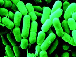 Bifidobacterium bifidum — физиолого — биохимические признаки