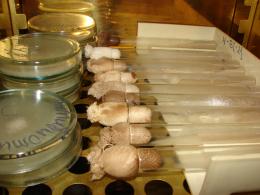 Биотехнология: получение микробных препаратов