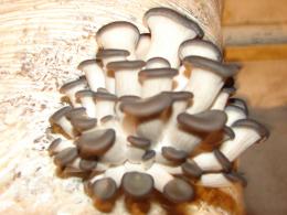 Выделение и использование гидролитических ферментов грибов Pleurotus ostreatus для удаления клеточных стенок дрожжей Saccharomyces cerevisiae