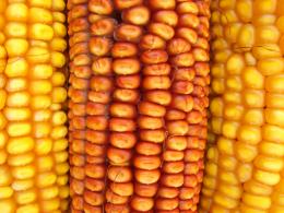 Развитие зародыша кукурузы in vivo