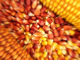 Селекция кукурузы на устойчивость к биотическим и абиотическим факторам