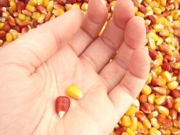 Химический состав зерна кукурузы