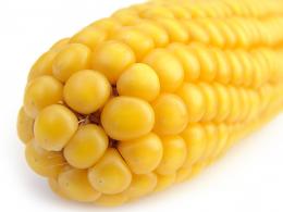 Селекция кукурузы на качество зерна и силос