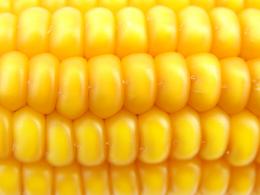 Корреляция развития элементов зерновки у кукурузы