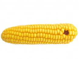 Стерилизация изолированных зерновок кукурузы как этап технологии их доращивания в культуре in vitro