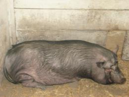 Генетическое определение выживаемости свиней