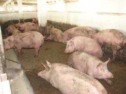 Производство вакцины от рожи свиней: рост микробной культуры в реакторе