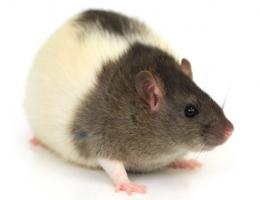 Тепловой стресс вызывает замедление диабетических изменений в метаболизме гликогена крыс.