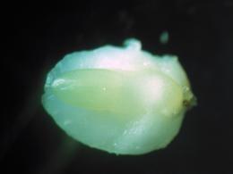 Культура in vitro незрелых зародышей кукурузы