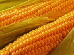 Селекция кукурузы. Основные методы, достижения и проблемы