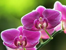 Эмбриогенез орхидных