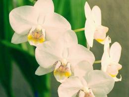 Протокорм орхидных
