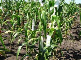 Селекция кукурузы на скороспелость