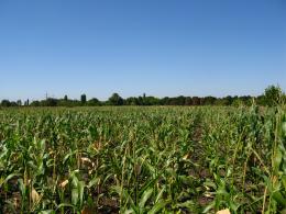 Селекция кукурузы на засухоустойчивость