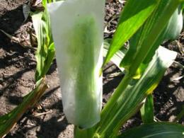 Генетика кукурузы