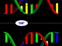 SNP-маркеры и полиморфизм ДНК кукурузы