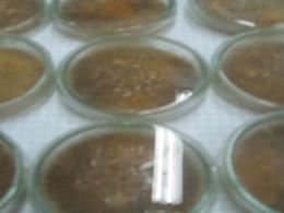 Способ получения каротинсодержащей биомассы гриба Blakeslea trispora
