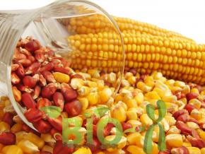 Устойчивость гибридов и сортов кукурузы к кукурузному мотыльку