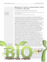 Бутанол-устойчивые мутанты Clostridium beijerinckii