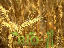 Клеточная селекция пшеницы на устойчивость к Fusarium graminearum