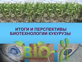 Биотехнология кукурузы: итоги и перспективы