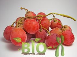 Влияние регуляторов роста на окраску винограда на уровне каллусной ткани in vitro